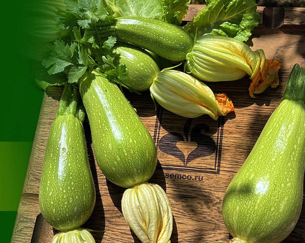 Современные производители семян: 17 популярных компаний