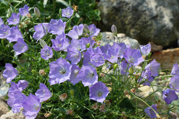 Какие цветы сеять на рассаду в январе