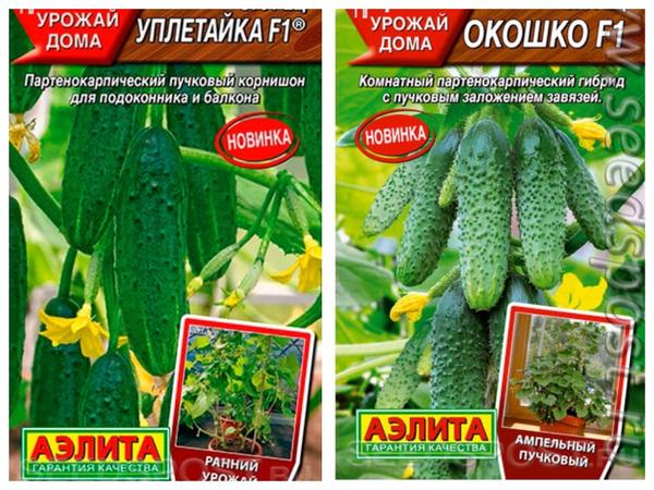 Пока до весны далеко: 10 сортов огурца для выращивания на подоконнике