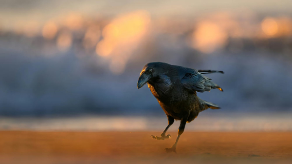 Лучшие фотографии птиц с конкурса Audubon Photography Awards