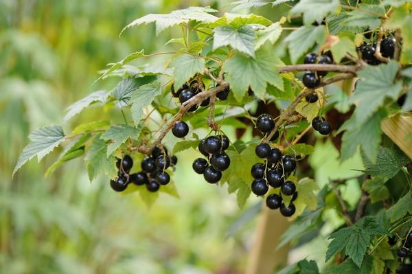 Смородина и крыжовник: советы по выращиванию от Николая Курдюмова