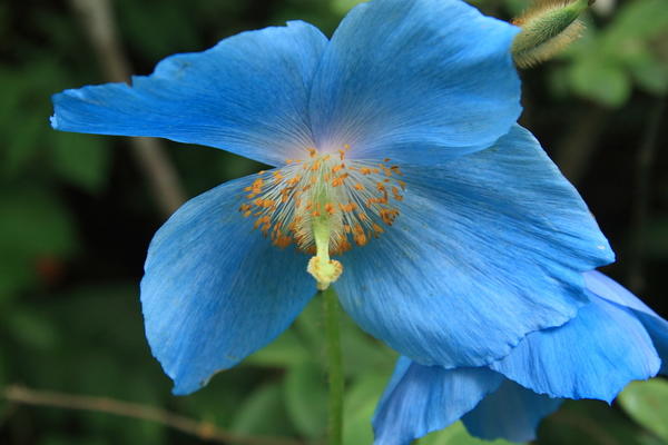 Какие цветы сеять на рассаду в январе
